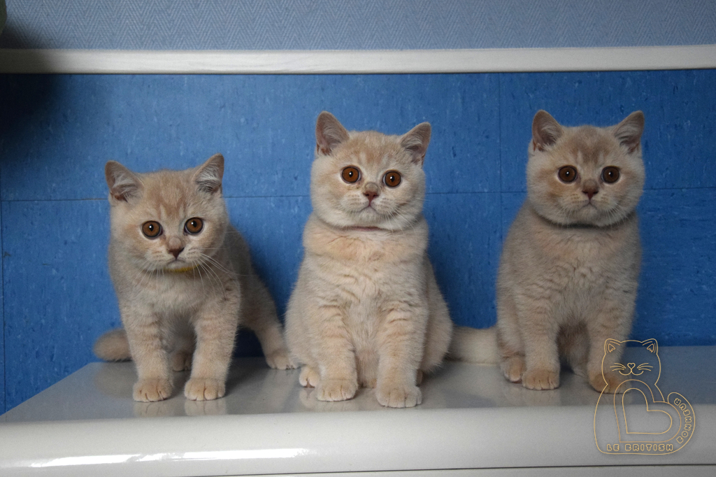 3 mois