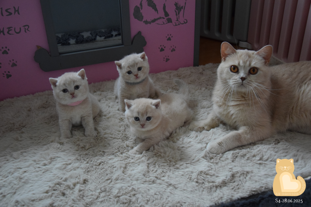 4 semaines