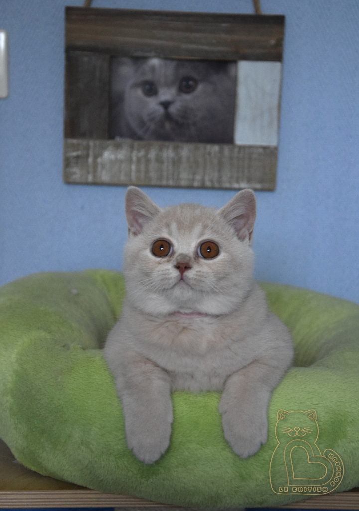 3 mois
