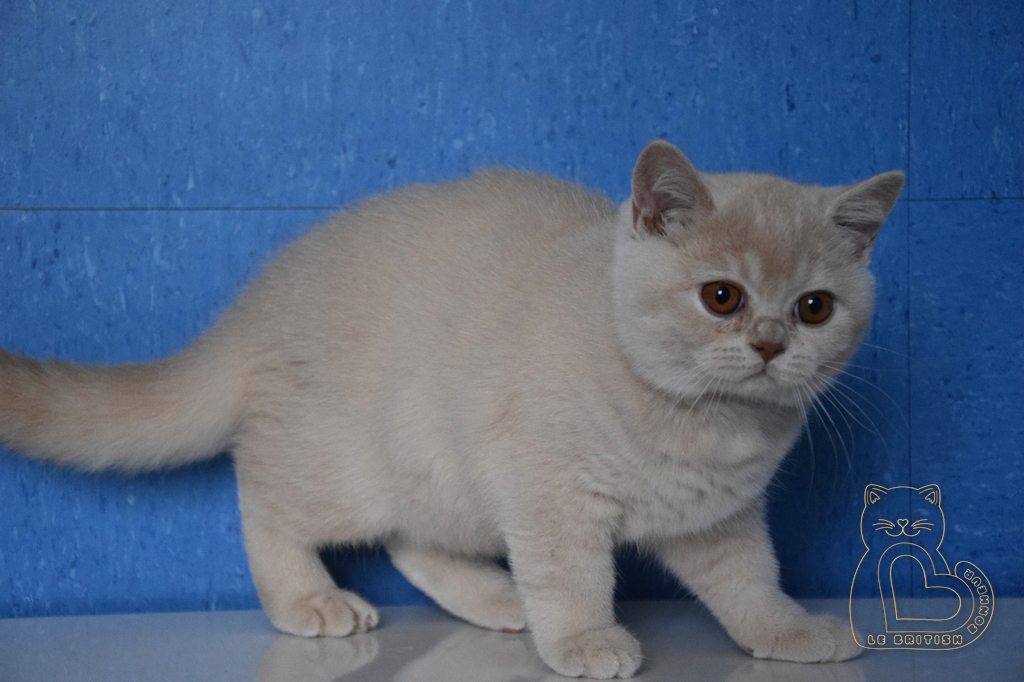 3 mois