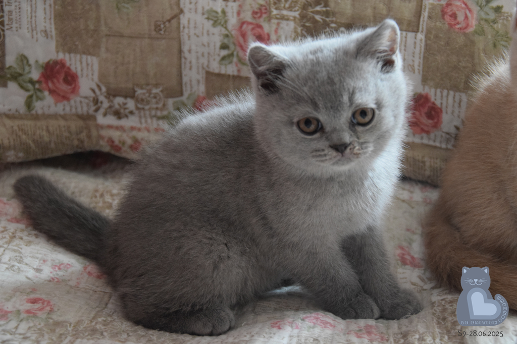 2 mois