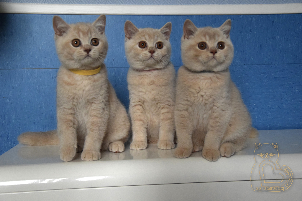 3 mois