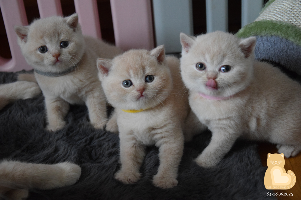 4 semaines