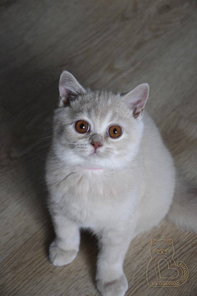 3 mois