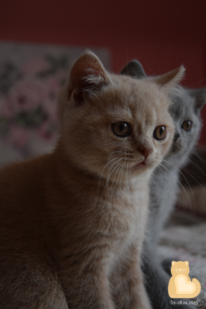 2 mois