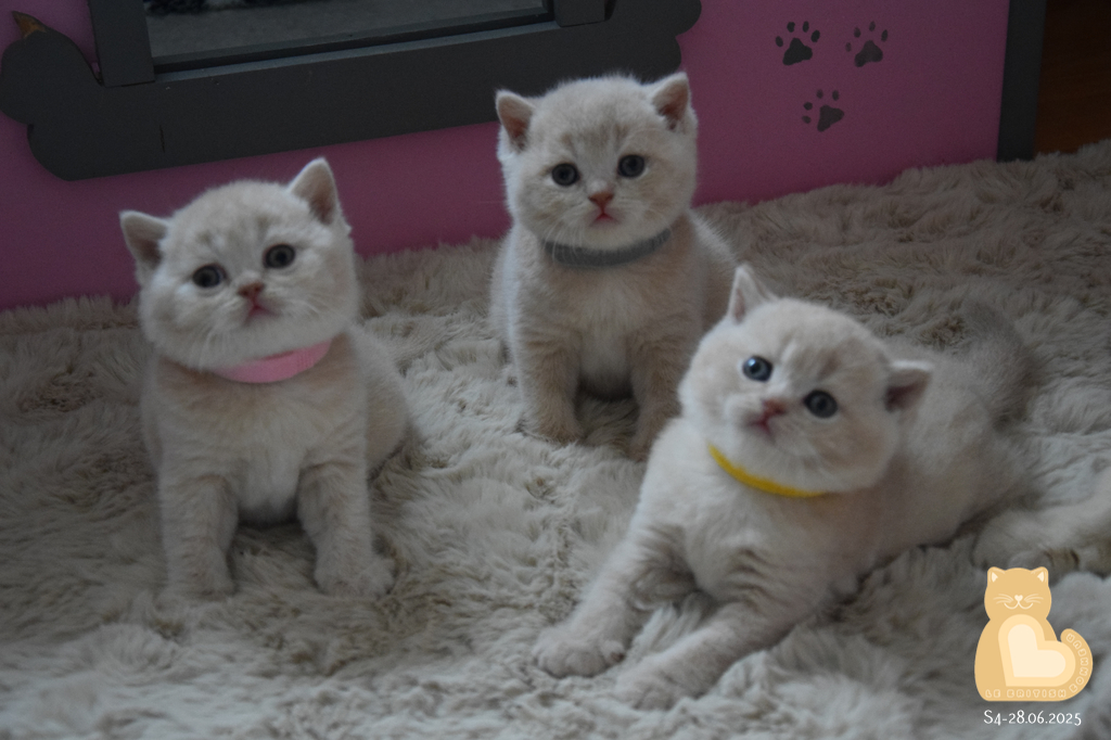 4 semaines