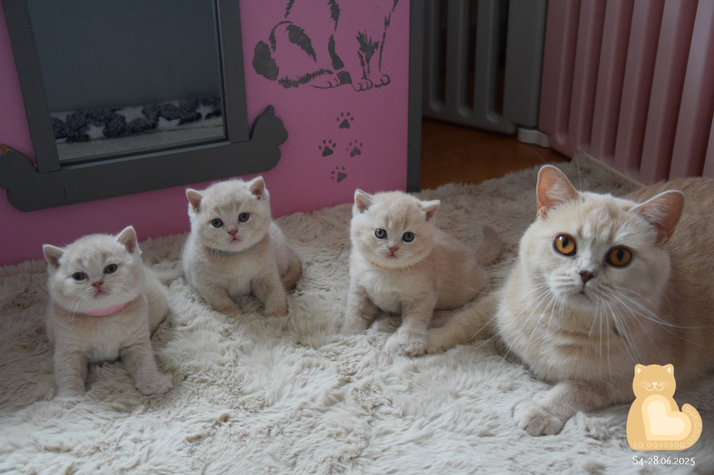 4 semaines