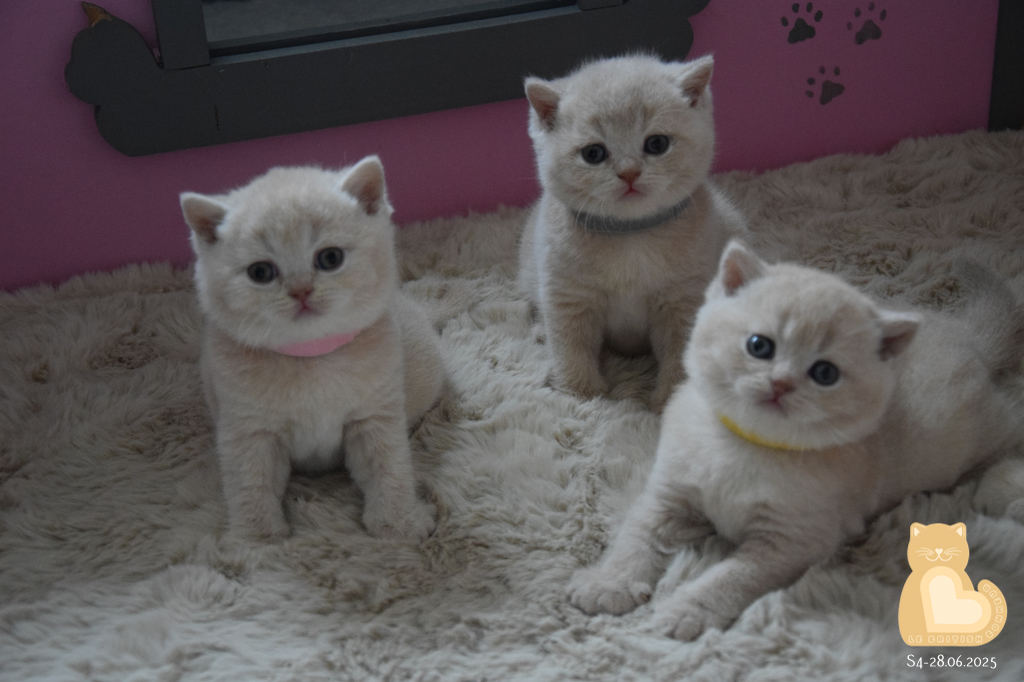 4 semaines