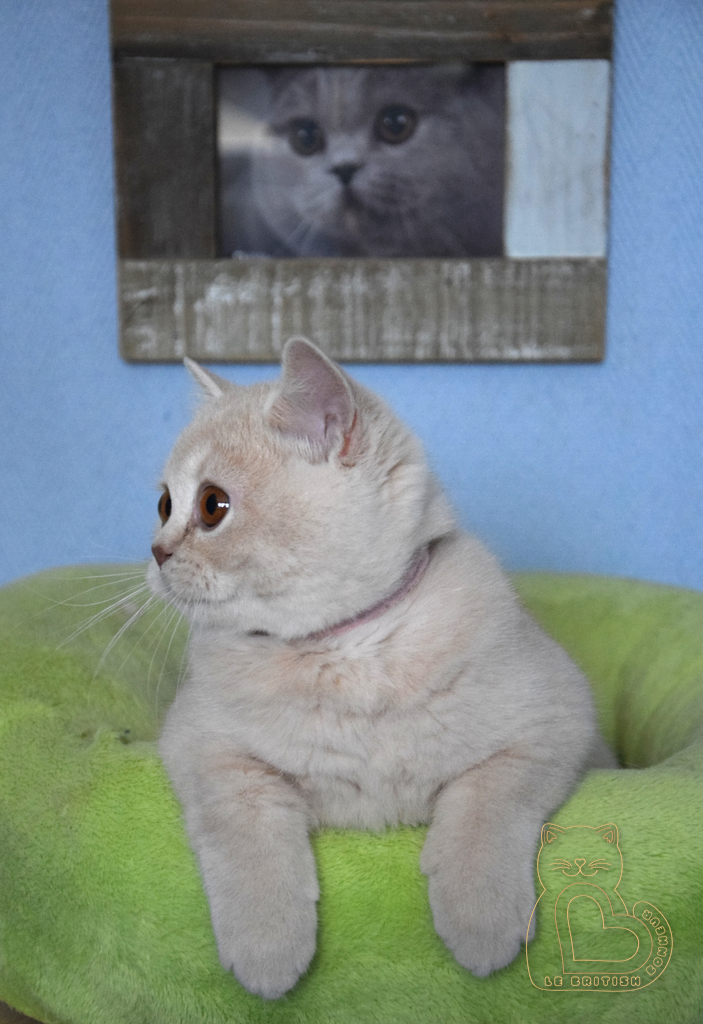 3 mois