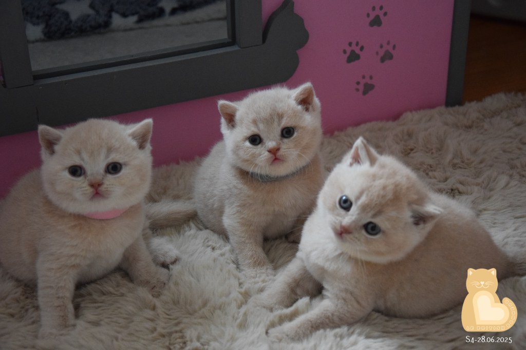 4 semaines