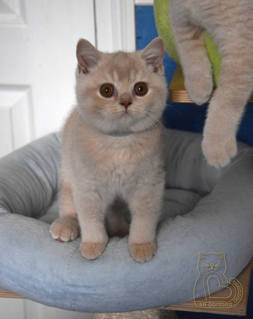 3 mois