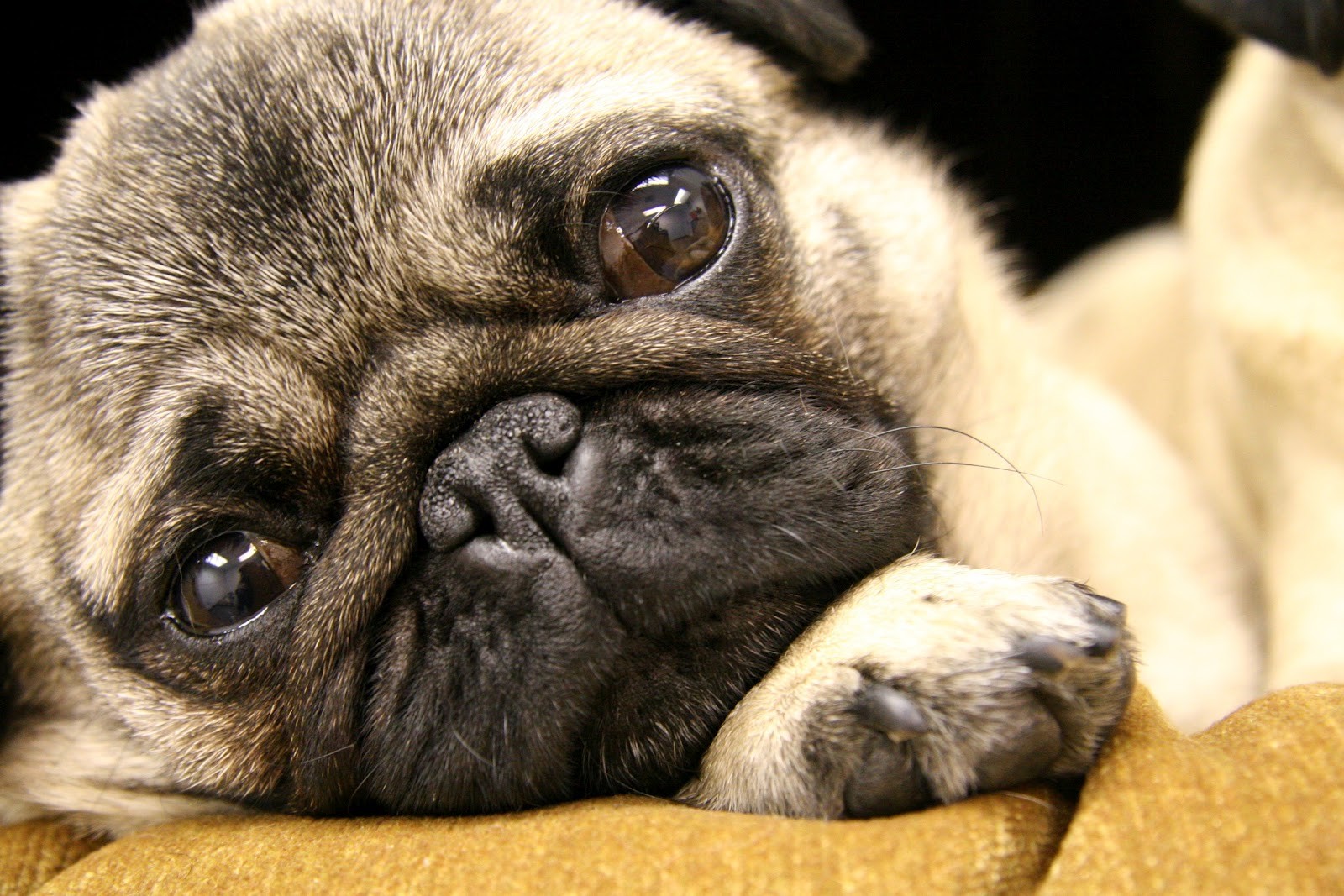 Carlin, un chien dégoûtant Le carlin