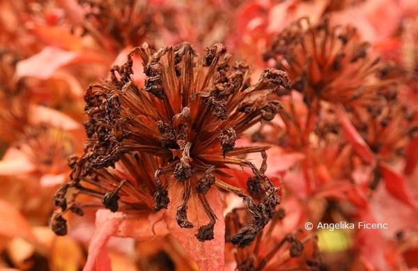 Ceratostigma plumbaginoides  © Mag. Angelika Ficenc