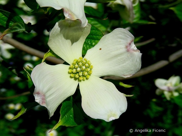 Cornus florida "Alba",     © Mag. Angelika Ficenc