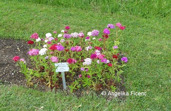 Dianthus barbatus - Bartnelke  © Mag. Angelika Ficenc