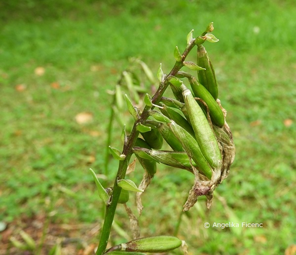 Hosta minor  © Mag. Angelika Ficenc