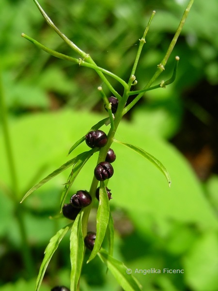 Cardamine bulbifera - Zwiebelzahnwurz  © Mag. Angelika Ficenc