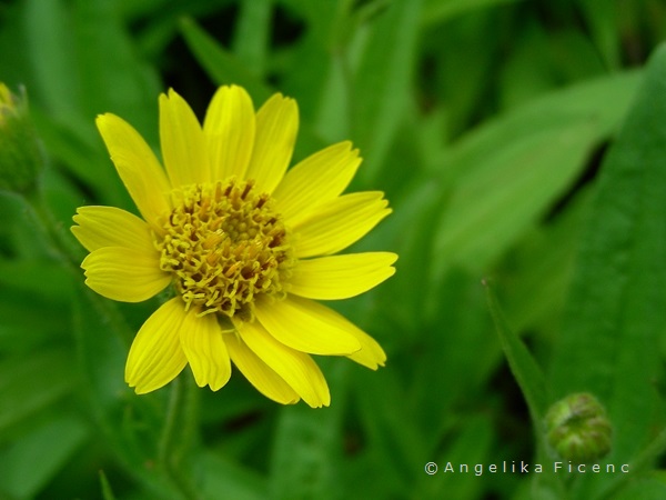 Arnica chamissonis - Wiesen Arnika  © Mag. Angelika Ficenc