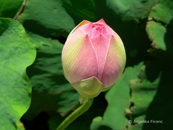 Nelumbo nucifera - Indische Lotusblume, Blütenknospe  © Mag. Angelika Ficenc