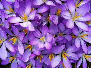  Krokus ©  Mag. Angelika Ficenc