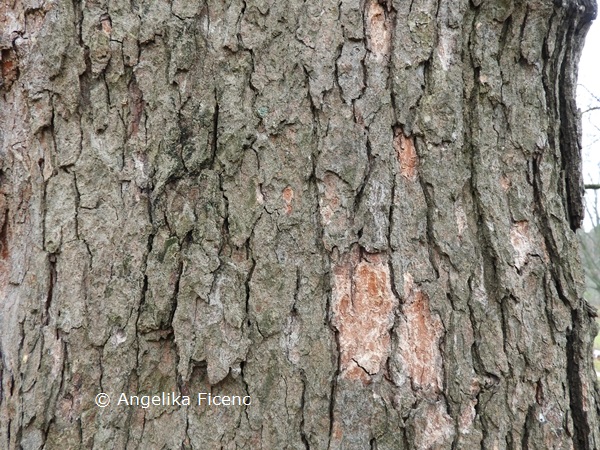 Acer opulus ssp. obtusatum cf. © Mag. Angelika Ficenc