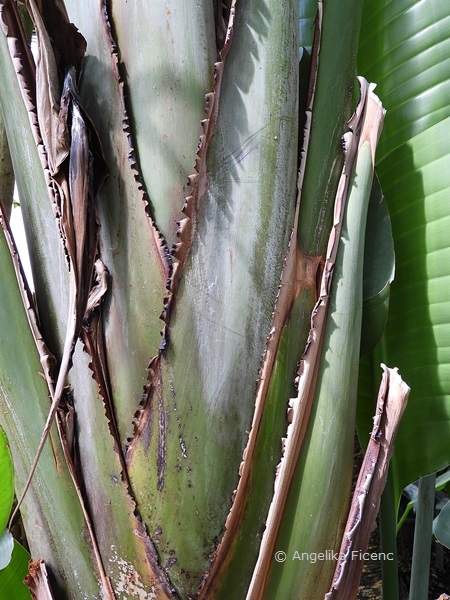 Strelitzia alba - Weiße Paradiesvogelblume  © Mag. Angelika Ficenc