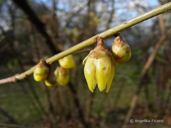 Chimonanthus praecox - Winterblüte  © Mag. Angelika Ficenc