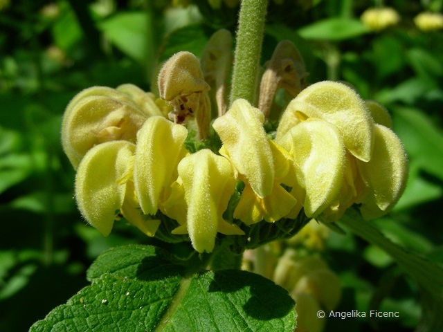 Phlomis russeliana, Scheinquirl, Blüten Detail  © Mag. Angelika Ficenc