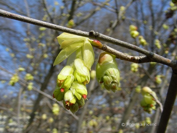 Corylopsis sp. - Scheinhasel, © Mag. Angelika Ficenc