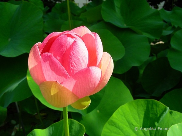 Nelumbo nucifera - Indische Lotusblume, Blütenentfaltung  © Mag. Angelika Ficenc