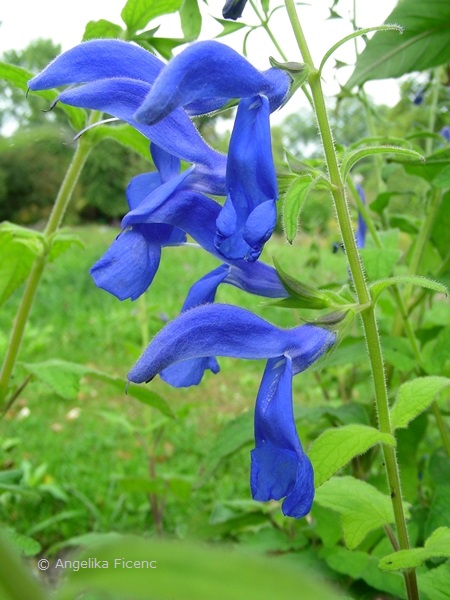 Salvia patens - Mexikanischer Salbei  © Mag. Angelika Ficenc