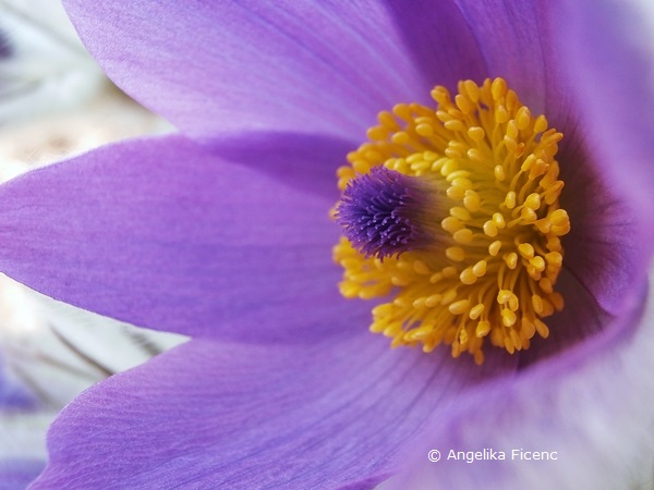 Pulsatilla grandis - Große Küchenschelle  © Mag. Angelika Ficenc