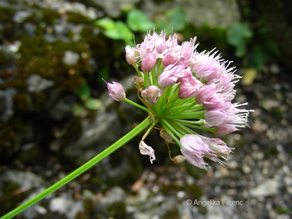 Allium lusitanicum - Berglauch    © Mag. Angelika Ficenc