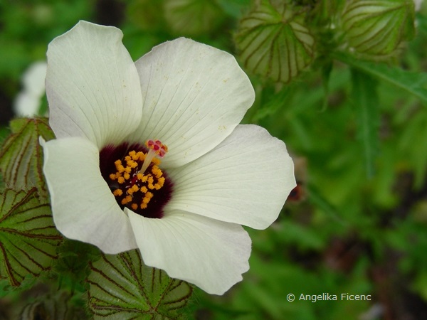 Hibiscus trionum, Blüte  © Mag. Angelika Ficenc