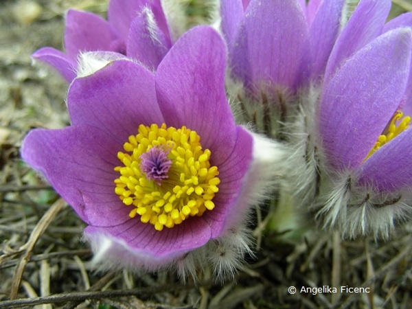 Pulsatilla grandis - Große Küchenschelle,  Blüte  © Mag. Angelika Ficenc