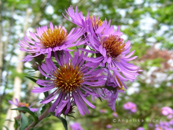 Aster novi-angliae  © Mag. Angelika Ficenc