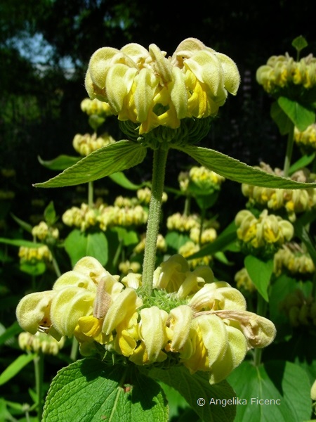 Phlomis russeliana, Habitus  © Mag. Angelika Ficenc