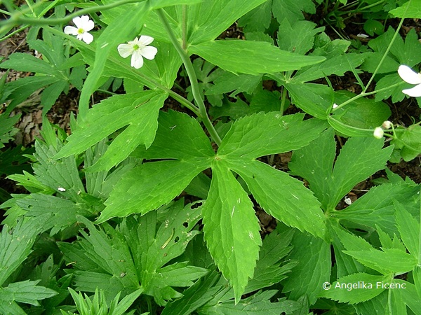 Ranunculus platanifolius - Platanen Hahnenfuß  © Mag. Angelika Ficenc