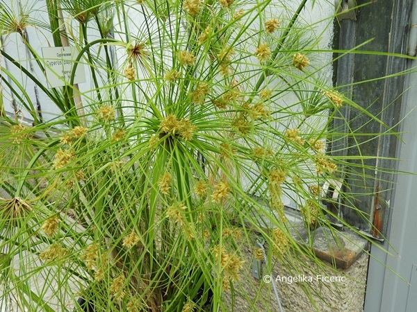 Cyperus papyrus  © Mag. Angelika Ficenc