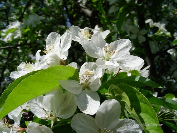 Malus baccata - Beerenapfel, Blüten  © Mag. Angelika Ficenc