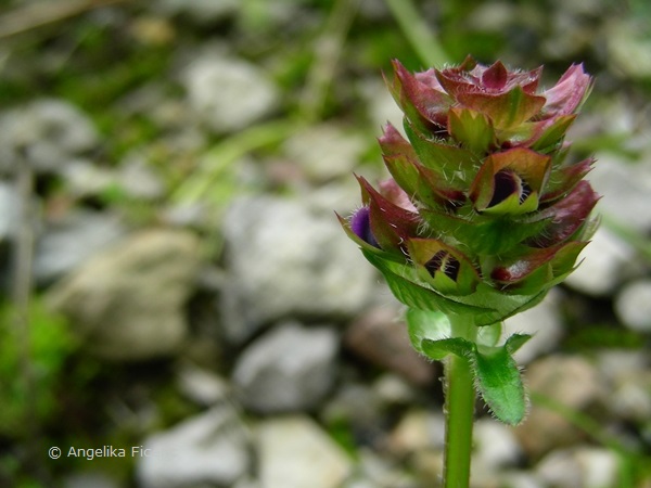 Prunella grandiflora - Großblütige Braunelle  © Mag. Angelika Ficenc