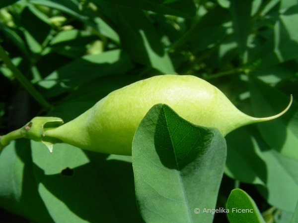 Baptisia australis - Blaue Färberhülse, unreife Fruchtr  © Mag. Angelika Ficenc