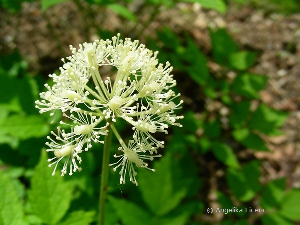 Actaea asiatica - Christofskraut, Blütenstand  © Mag. Angelika Ficenc