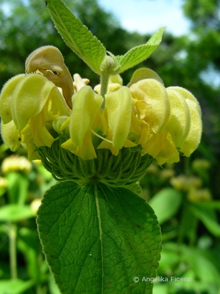 Phlomis russeliana, Scheinquirl, Blüten Detail  © Mag. Angelika Ficenc