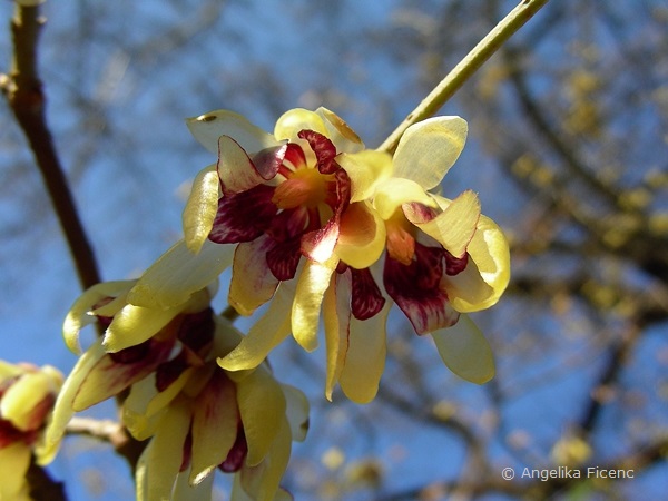 Chimonanthus praecox - Winterblüte  © Mag. Angelika Ficenc