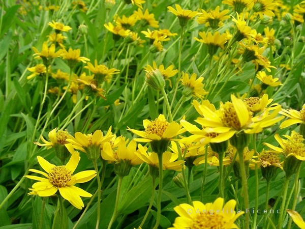 Arnica chamissonis - Wiesen Arnika  © Mag. Angelika Ficenc