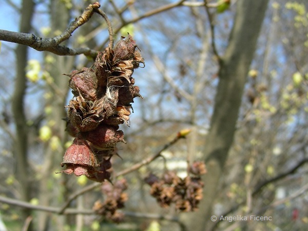 Corylopsis sp. - Scheinhasel, Fruchtstand  © Mag. Angelika Ficenc