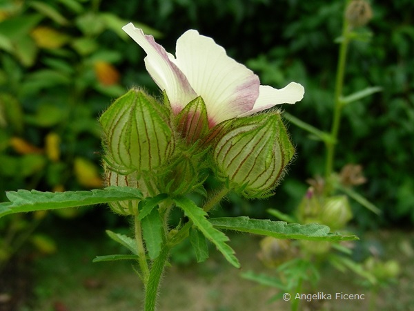 Hibiscus trionum, Blüte in Seitenansicht  © Mag. Angelika Ficenc