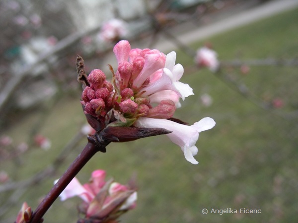 Viburnum farreri, Blütenstand mit Knospen  © Mag. Angelika Ficenc