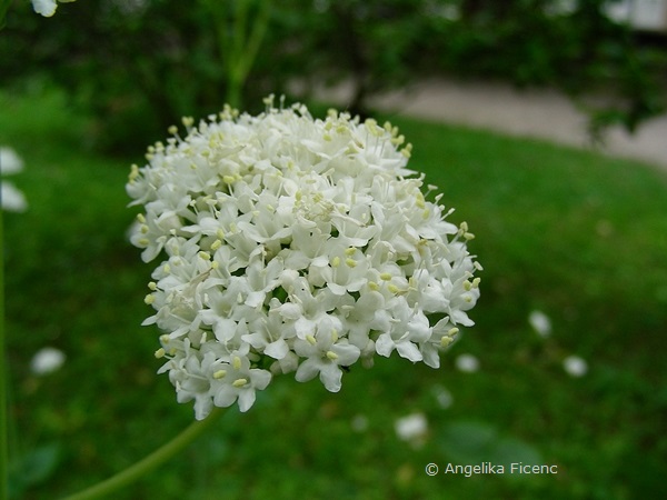 Valeriana aniariifloria - Kaukasus Baldrian  © Mag. Angelika Ficenc